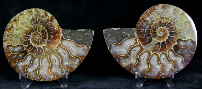 Polished Ammonite Pair - Million Years #22247